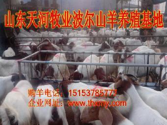 自貢魯西黃牛價(jià)格_志趣網(wǎng)